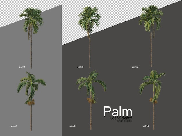 Set of palm tree arrangements