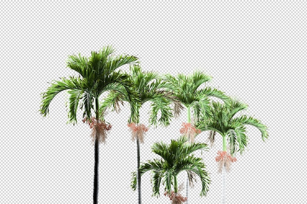 Set of palm tree arrangements