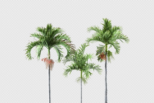 Set of palm tree arrangements