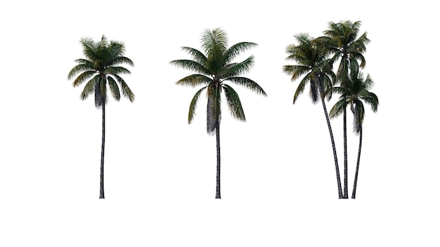 PSD set of palm trees isolated on a transparent background