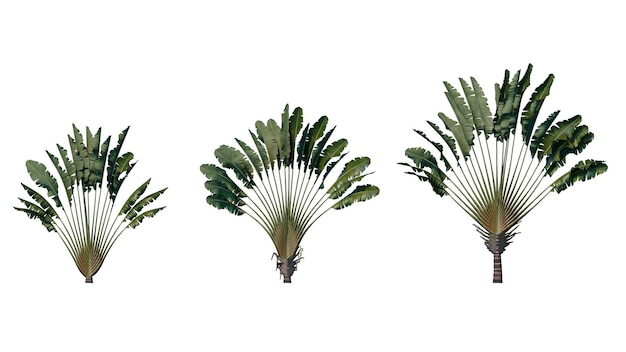 Set of palm trees isolated on a transparent background