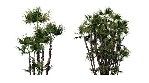 PSD set of palm trees isolated on a transparent background