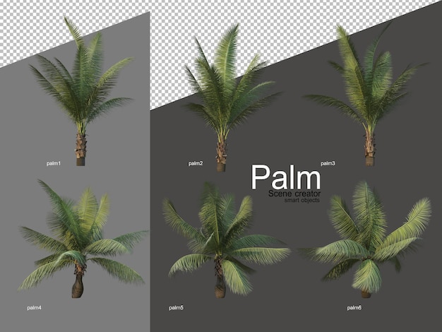 Set palmboomarrangementen