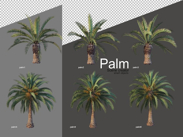 Set palmboomarrangementen