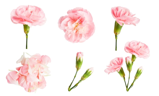 PSD set of pink flowers on a blank background