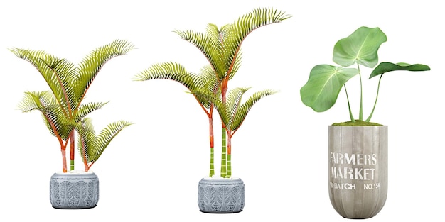 A set of plants in pots with one that says'palm trees '