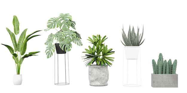 A set of plants in a vase