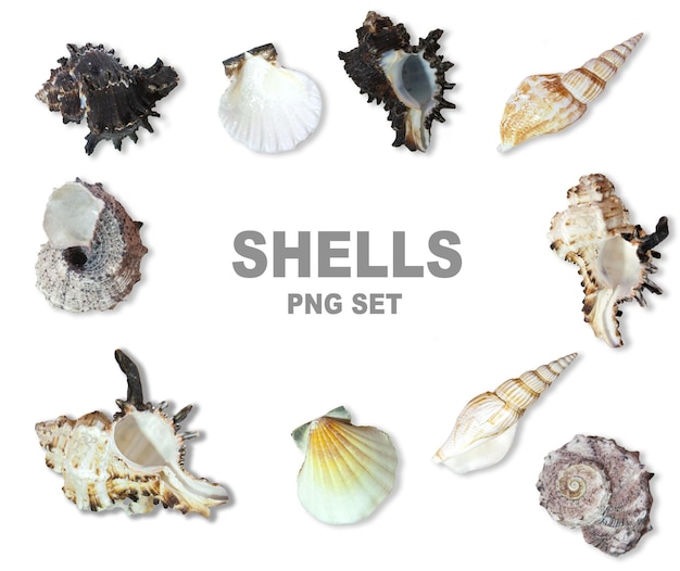 set of png files with seashells on a white background