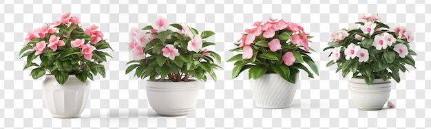 Set of rendering of a fictitious little white background impatiens plant