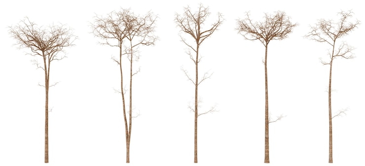 PSD set of six tall dried brown weeds on a black background perfect for a halloween