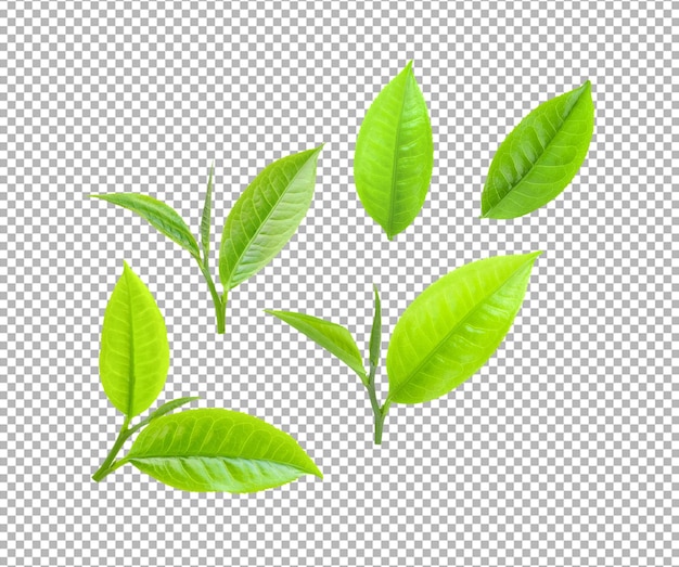 PSD set of tea leaves isolated on alpha layer