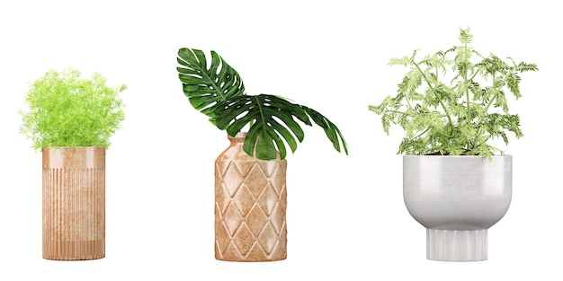 A set of three plants on a white background