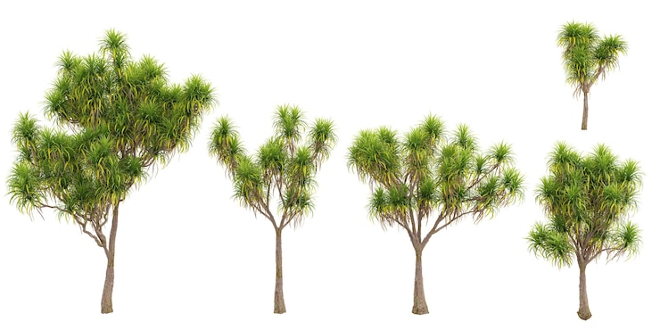 PSD set of ti kouka tress for 3d rendering for illustration architecture presentation visualization