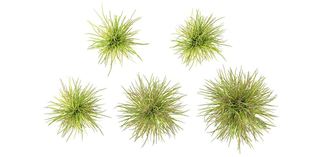 PSD set of top view basket grass with alpha mask 3d rendering for digital composition and architecture visualization