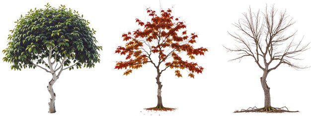 Set of trees on a transparent background