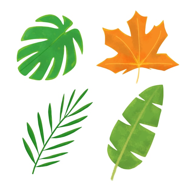 A set of tropical leaves aesthetic leaf monstera deliciosa dry maple palm branch banana leaf