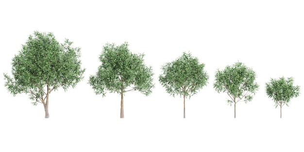 set of tuckeroo trees on transparent background 3d rendering with top view