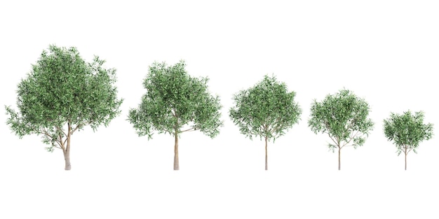 PSD set of tuckeroo trees on transparent background 3d rendering with top view