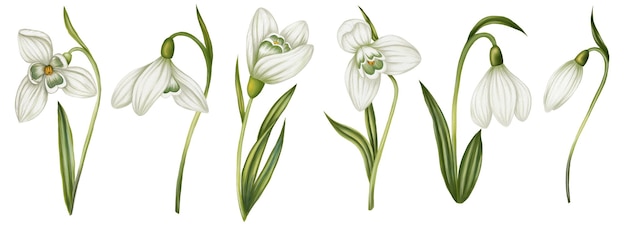Set van 6 waterverf sneeuwklokjes bloemen bloemenarrangement van een kaart Print met bloemen