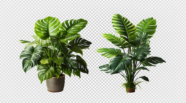 Set van tropische planten in pot geïsoleerd op transparante achtergrond tropische blad generatieve ai