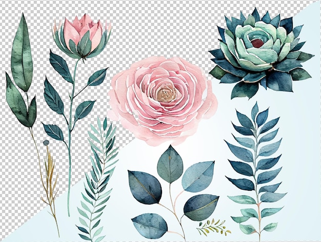 Set watercolor elements of pink roses