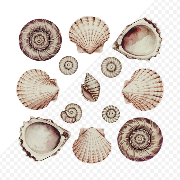 PSD set of watercolor seashells on isolated illustration transparent background