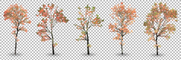 Sets of 3D rendering maple trees with transparency background