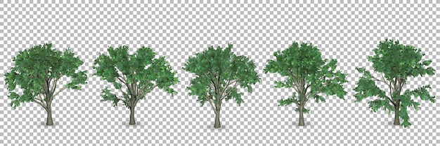透明な背景を持つ 3 D レンダリングの樫の木のセット