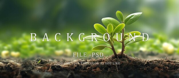 PSD several young plants isolated on white backgroundgreening concept