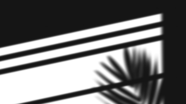 Shadow of palm leaf on a window