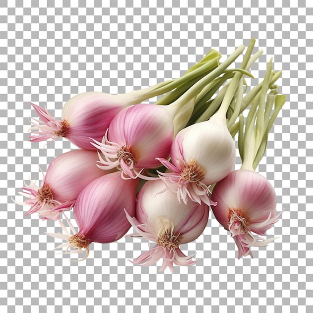 PSD shallot on transparent background