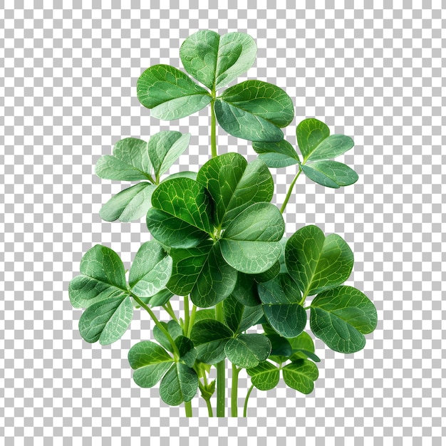 Shamrock flower bush clover plant for st patrick day isolated on transparent background