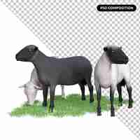 PSD sheep animal isolated 3d