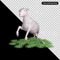 PSD sheep isolated 3d rendering