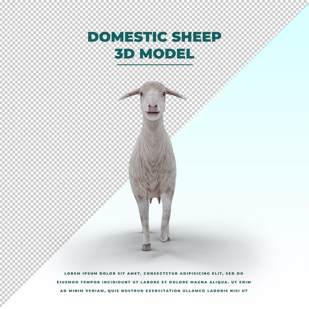 PSD sheep isolated