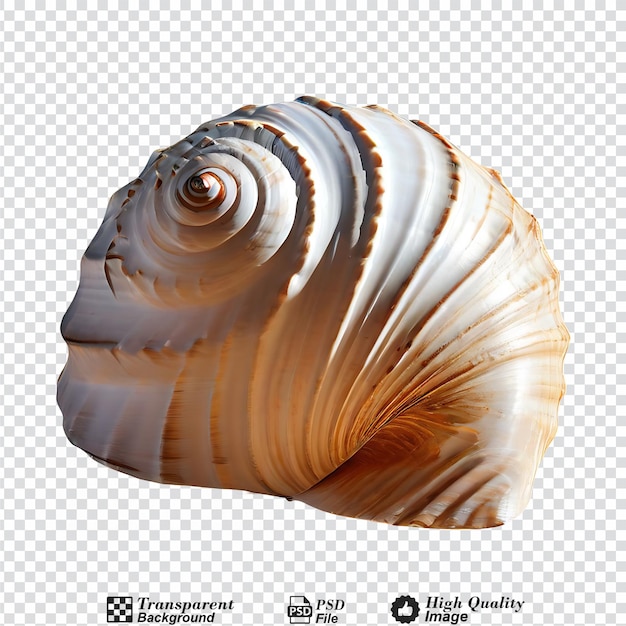 PSD a shell isolated on transparent background