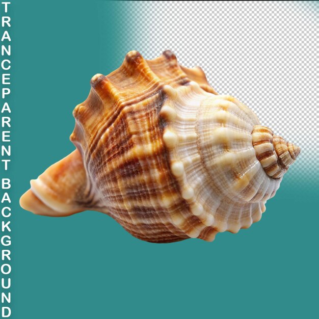 PSD shell isolated on transparent background