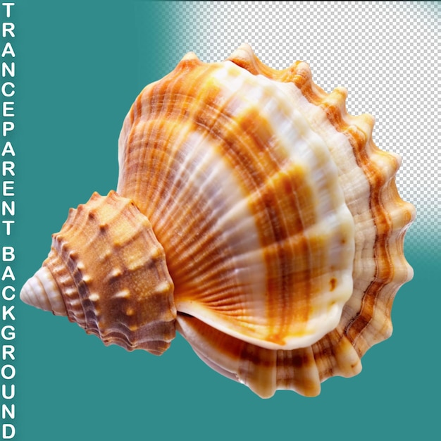 PSD shell isolated on transparent background