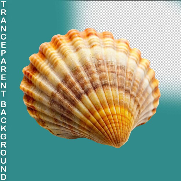 PSD shell isolated on transparent background