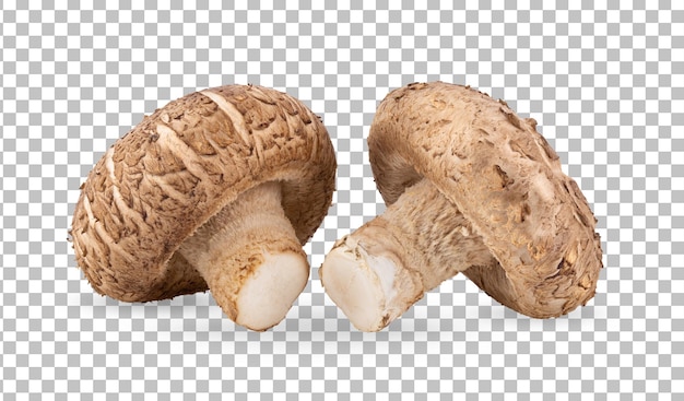 Shitake mushroom on alpha layer