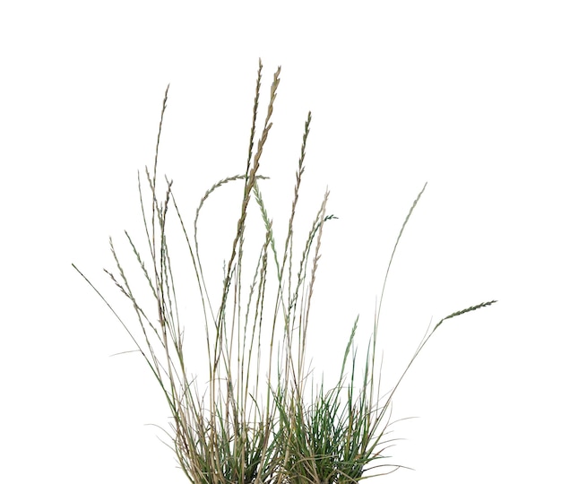 白い背景の高い草のショット