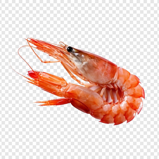 PSD shrimp isolated on transparent background