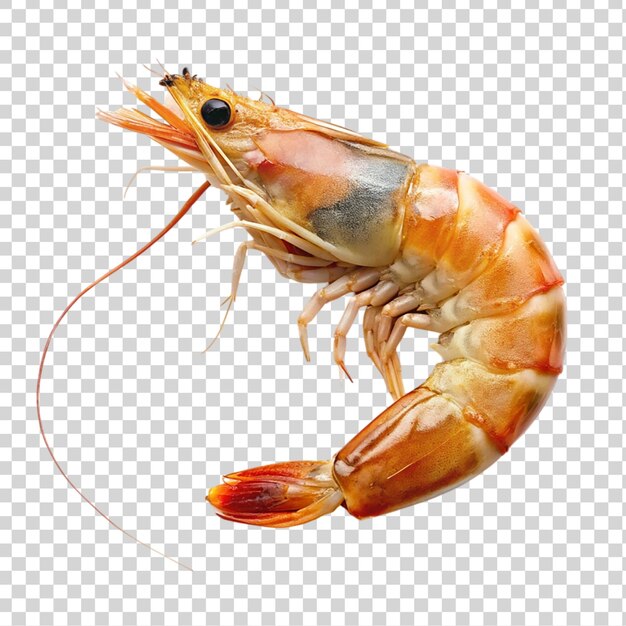 PSD shrimp isolated on transparent background