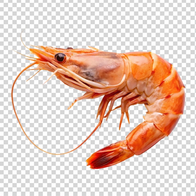PSD shrimp isolated on a transparent background