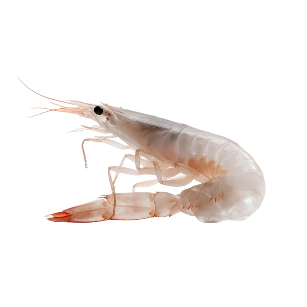 PSD shrimp