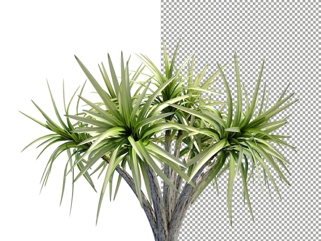 透明な背景の 3 D レンダリングの低木植物ドラゴン