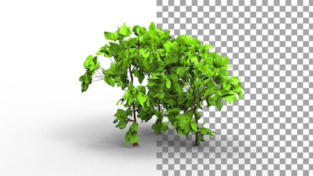 PSD shrub plant with shadow 3d render