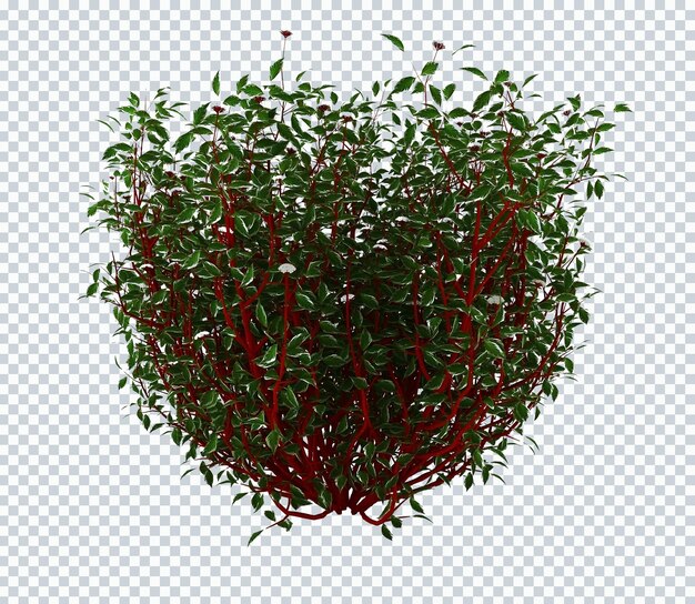 PSD shrub red green plants mockup