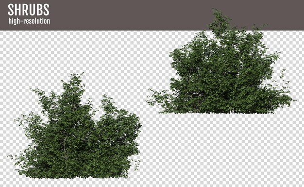 PSD the shrub on a transparent background