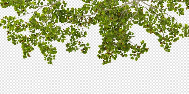 分離された3Dレンダリングの低木